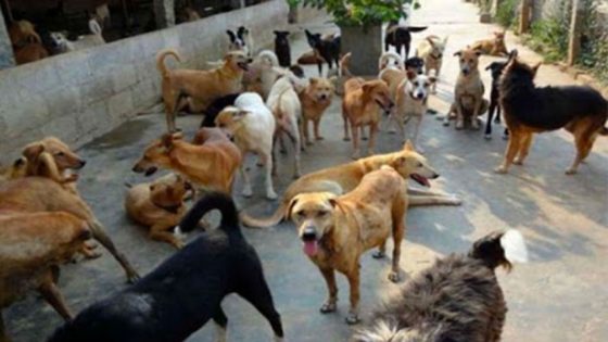 Chiens errants et abattage : pour, contre, “that’s the question“ ?